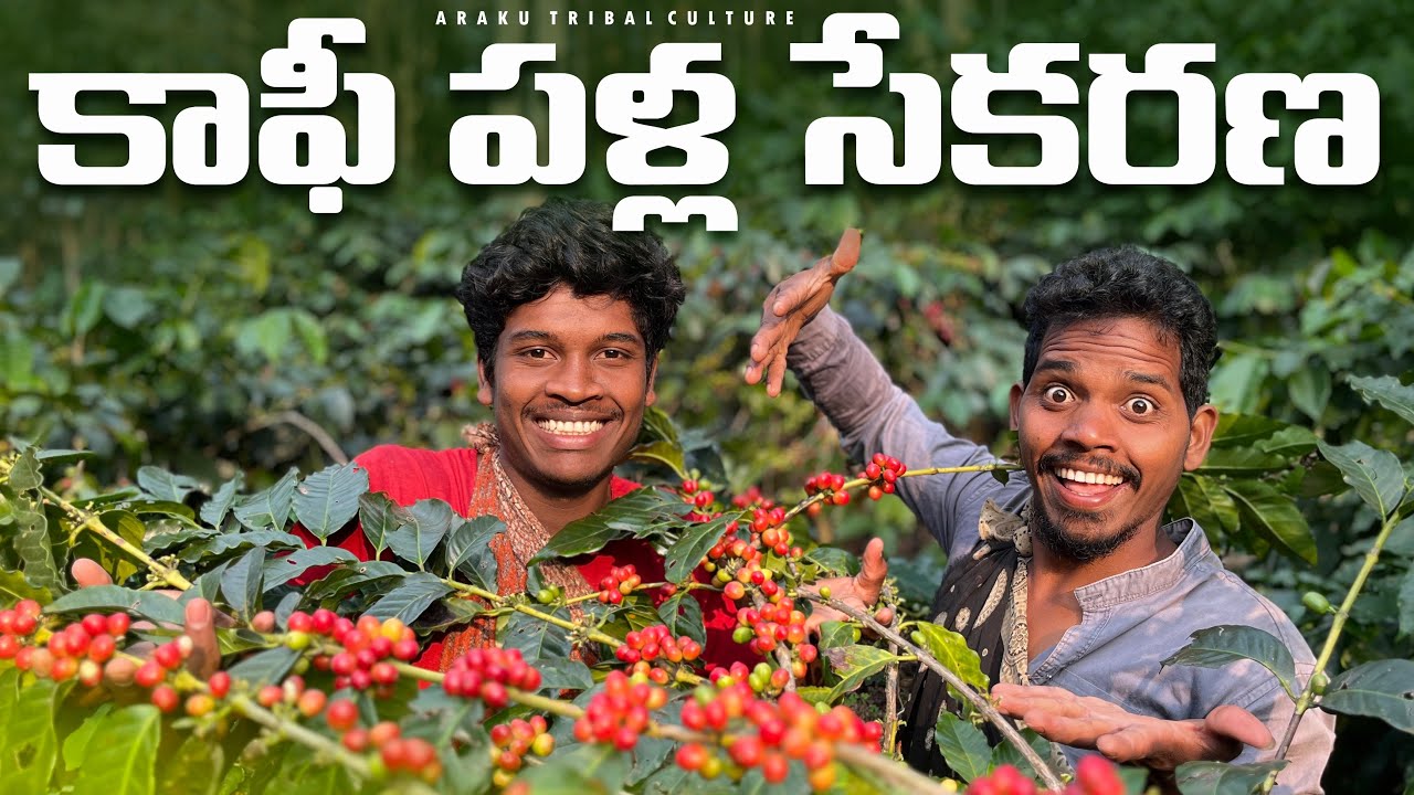 Coffee plantation : మా గిరిజనుల కాఫీ తోటలు || కాఫీ పళ్ళు సేకరించే విధానం || Araku tribal culture