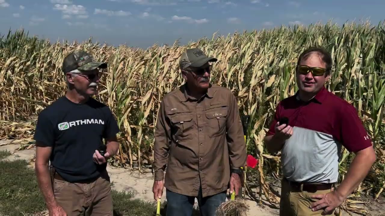 Severe Soil Compaction Affecting Corn Productivity