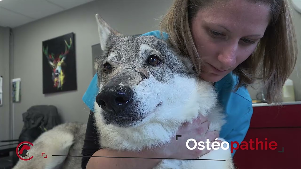 Présentation Clinique vétérinaire Univet Chatenoy-le-Royal