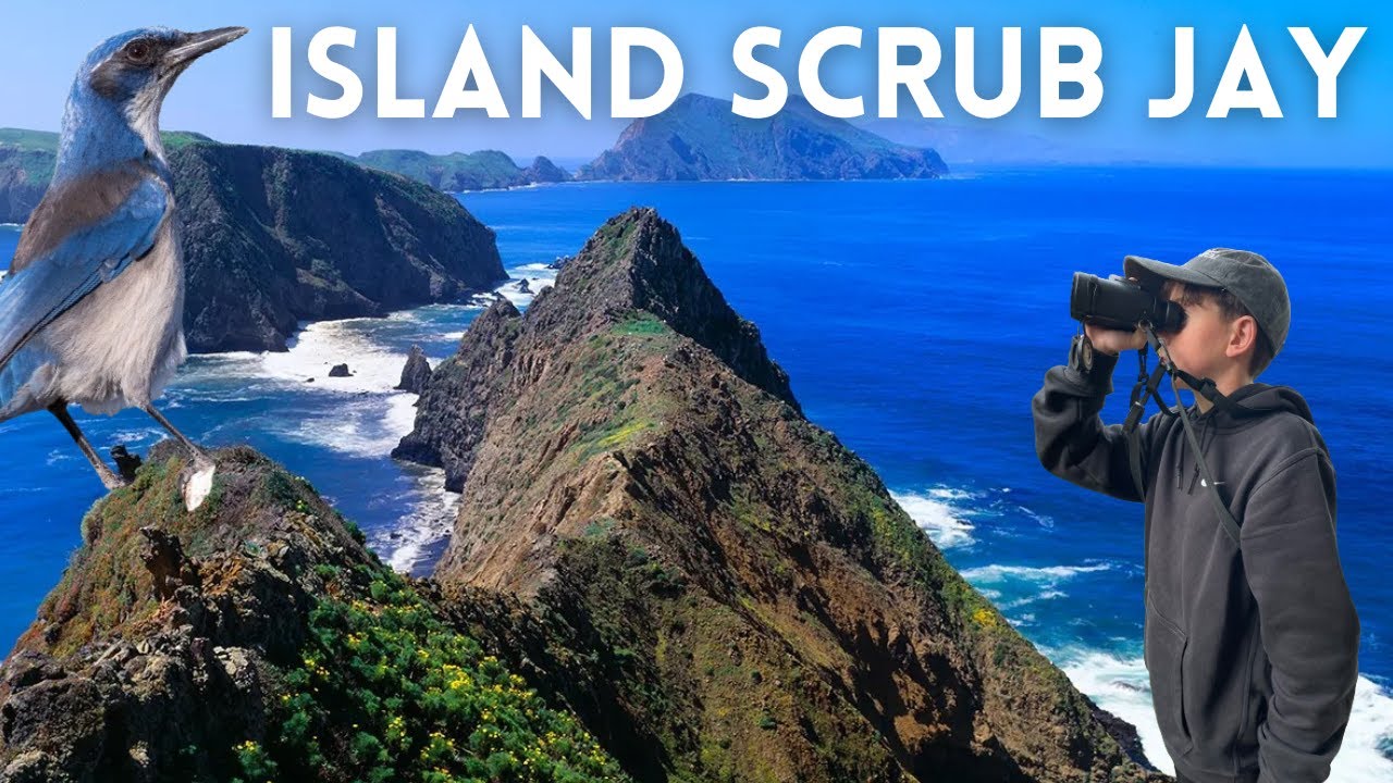 Searching for the Endemic Island Scrub Jay on Santa Cruz Island, Channel Islands National Park