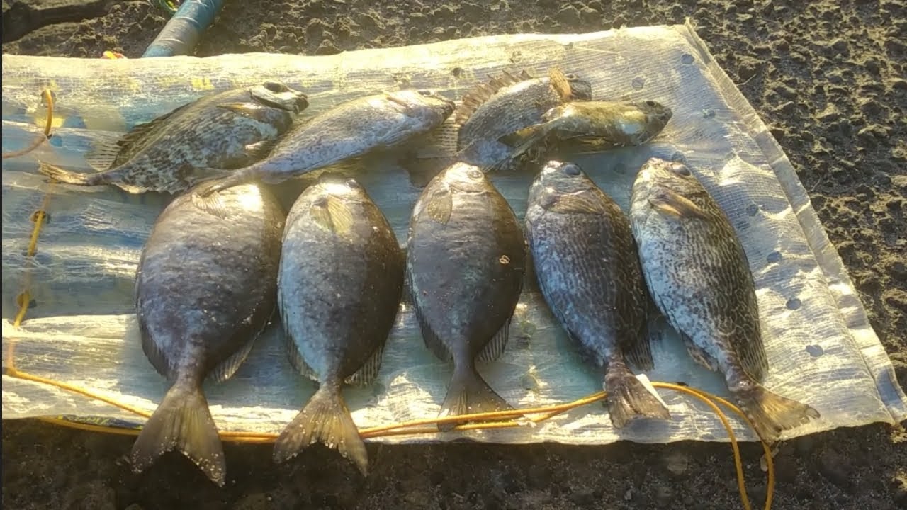 Mancing baronang arus deras di 3 titik spot