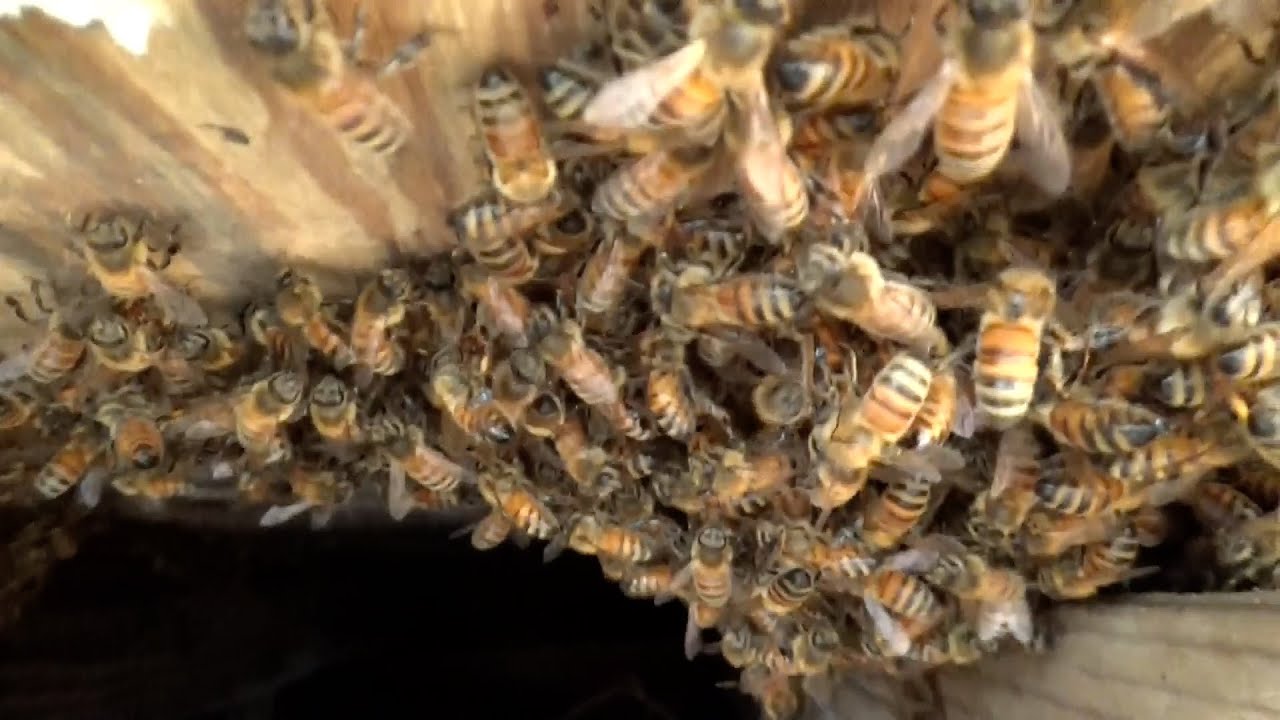Massive pre spring hive removal and relocation.