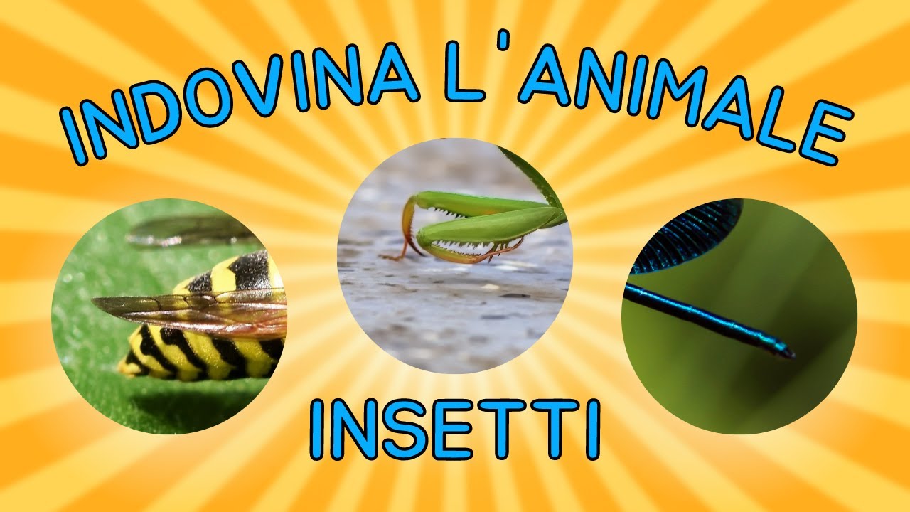 🐞 Insetti - Indovina l'Animale dal Particolare - Quiz 🐝