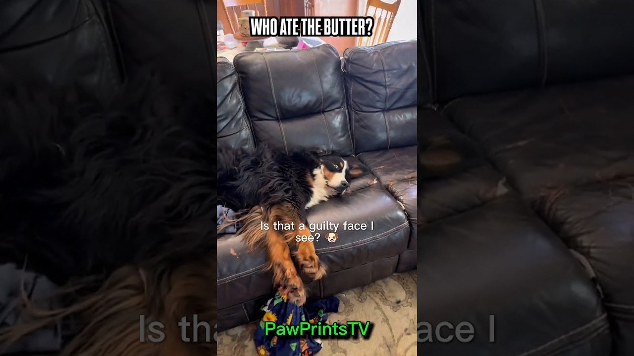 who ate the butter 