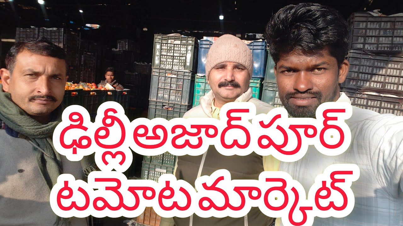 ఢిల్లీ ఆజాద్ మార్కెట్ టమోటా మార్కెట్ నుండి లైవ్ చరిత్రలో 2026 టమోటా ధరలు