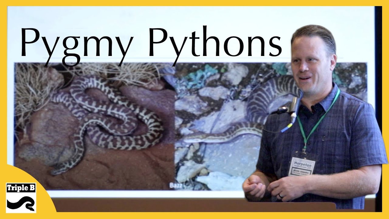 Dwarf Pythons with Justin Julander - Triple B TV Ep.202