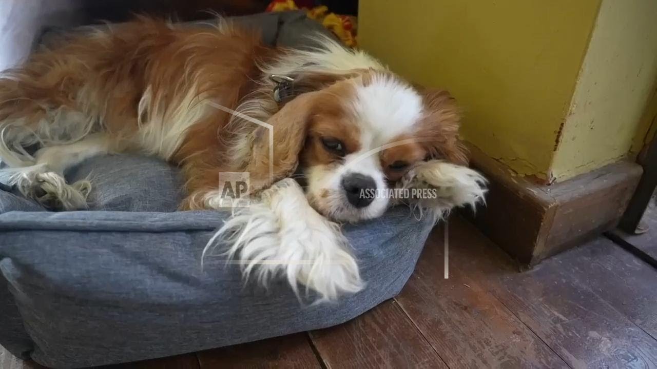 Israeli woman reunited with her dog after losing him in Hamas raid on October 7