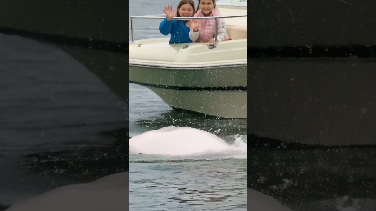 Cute pink #beluga #whale baby enjoy #Pacificocean #Pacific #deepseaview #deepsea #deepocean