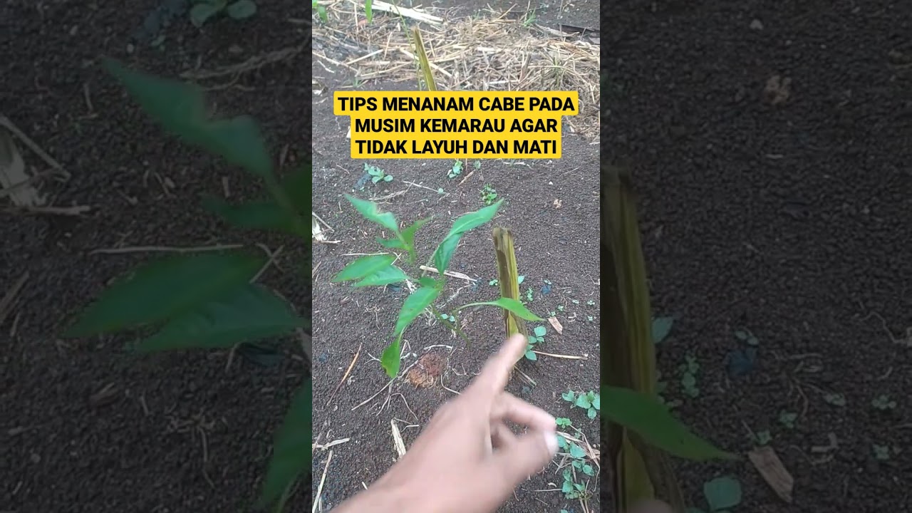#shortvideo TIPS / CARA AMPUN MENANAM CABE DI MUSIM KEMARAU AGAR TIDAK LAYU & MATI/#TIPS #sukses