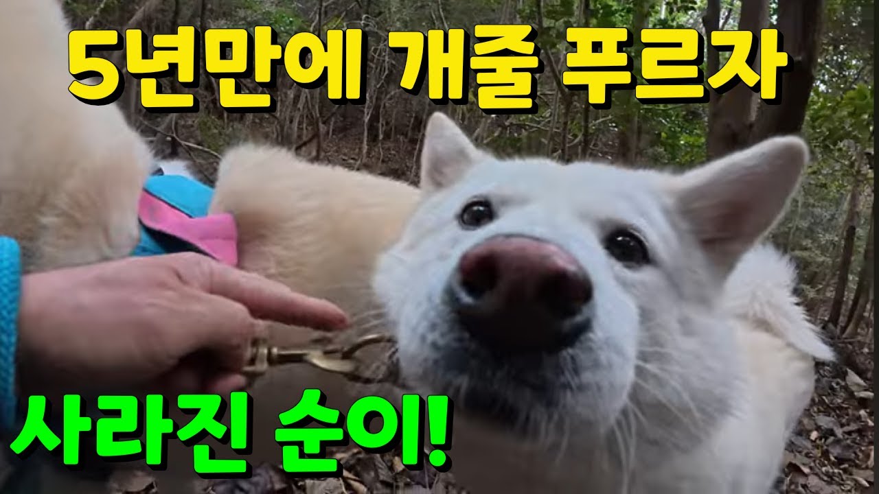 사라진 순이! 5년만에 개줄 풀러주고 산행한 진돗개 순이!