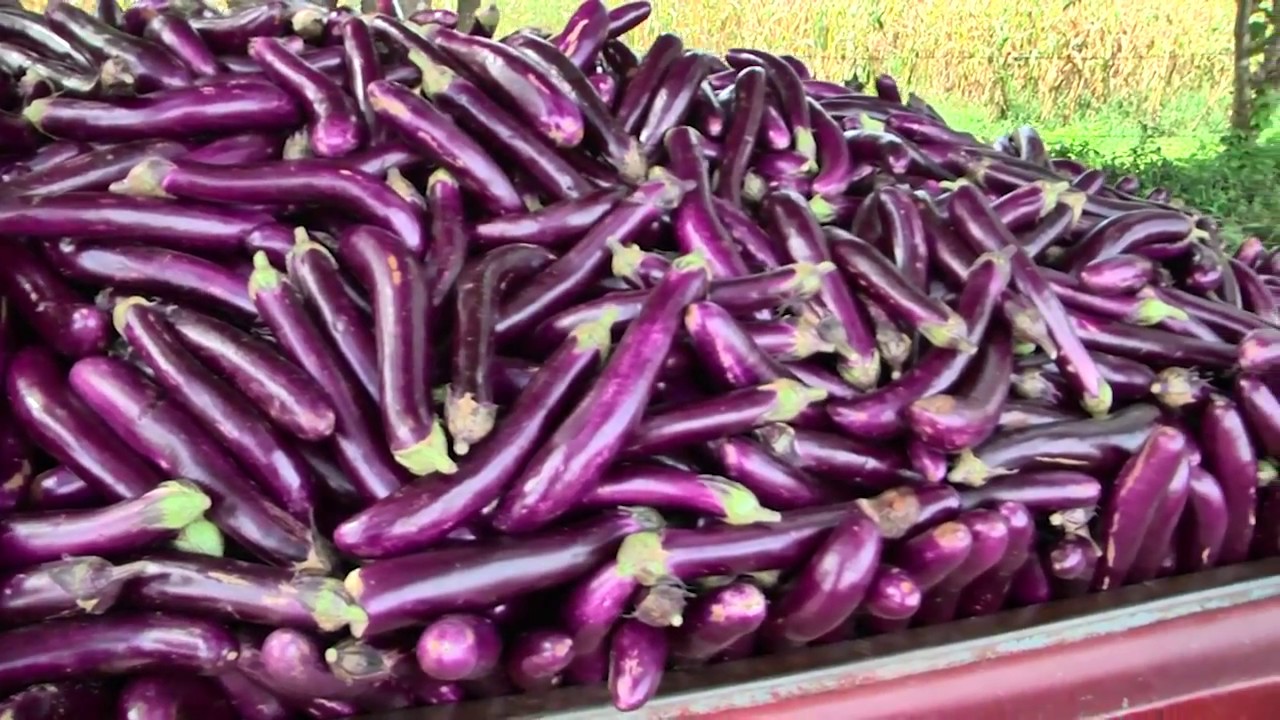 Cacahuapa, #Comayagua es líder en cosecha de berenjenas para exportación