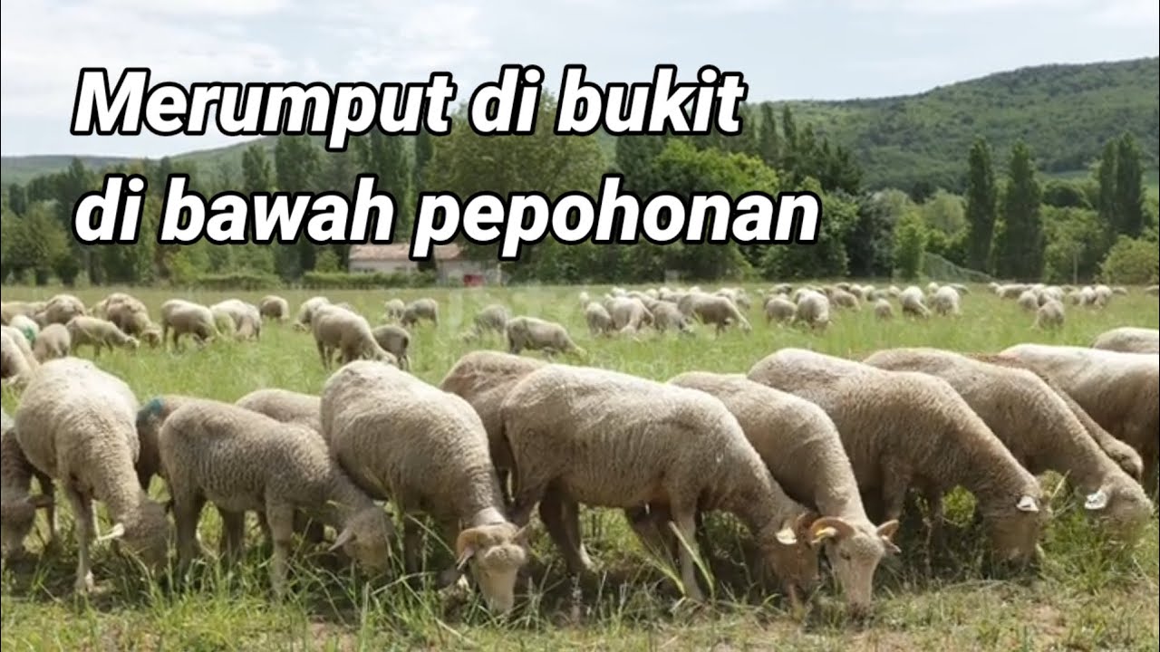 Video kawanan Domba betina berlarian menuruni bukit di area pedesaan pinggir jalan 