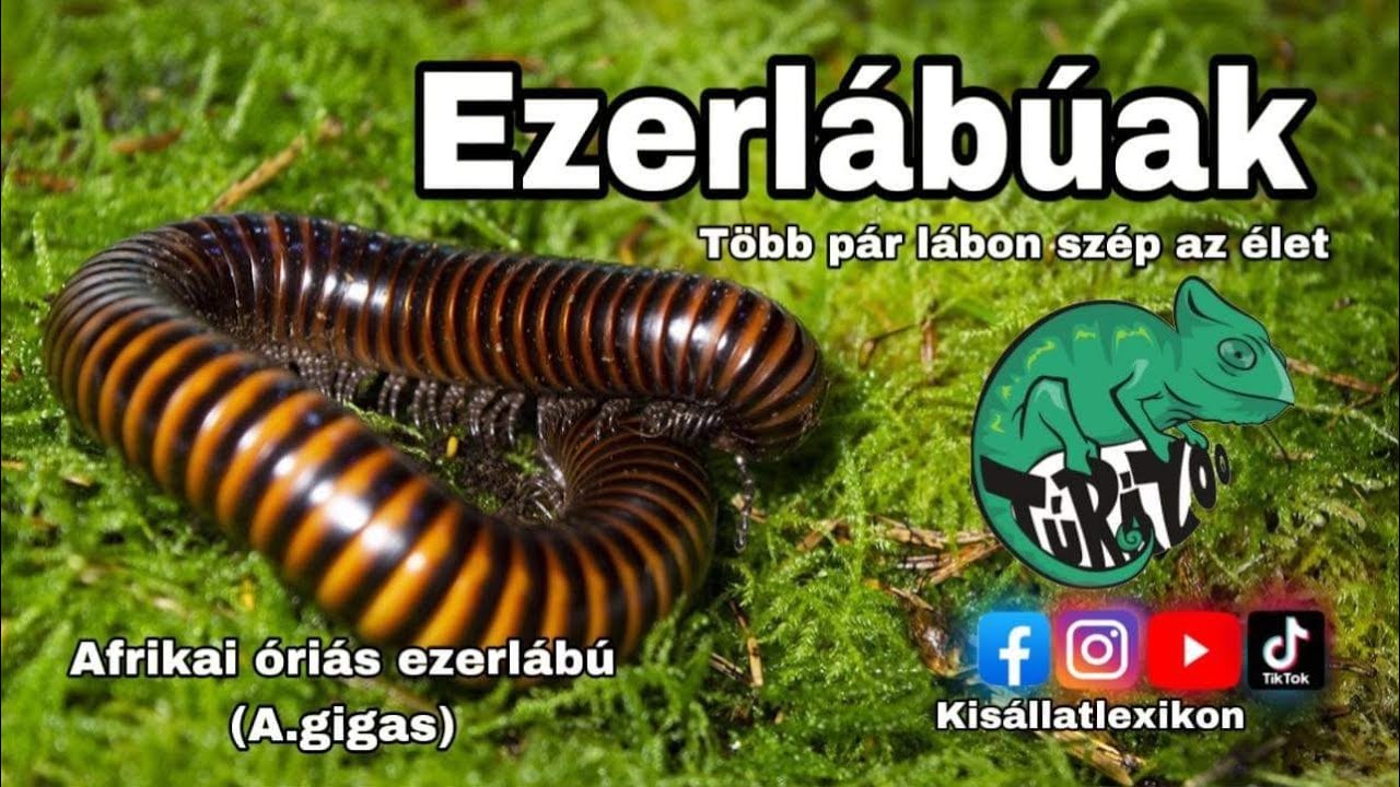 AFRIKAI ÓRIÀS EZERLÀBÚ TARTÀSA (A. GIGAS) ÈS EGYÈB ÈRDESSÈGEK