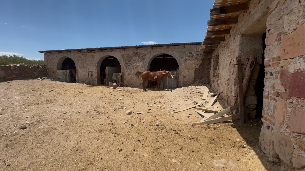 NOS PLATICAN DE LA HACIENDA DE GAMBUTA Y SUS CABALLOS Y SU GANADO