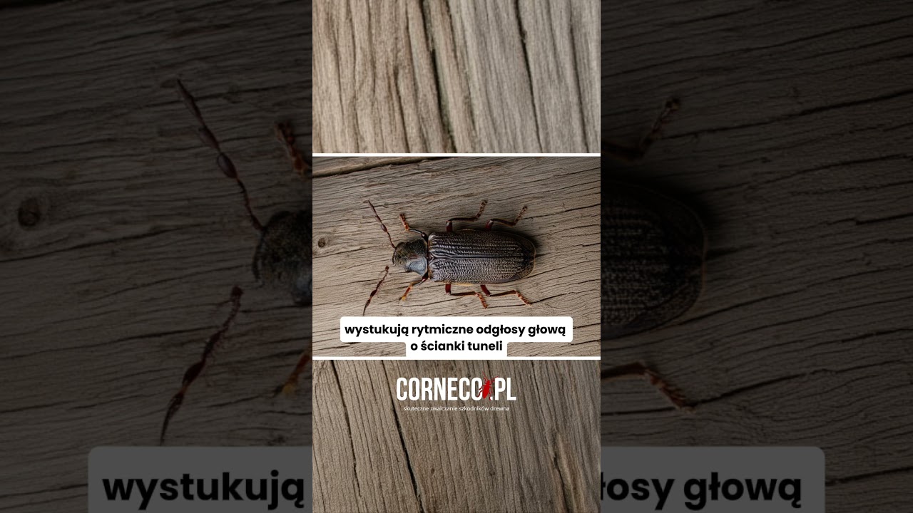 Zgadnij, kto wygryza tunele w drewnie! #korniki #kołatek #owady  #szkodnikidrewna