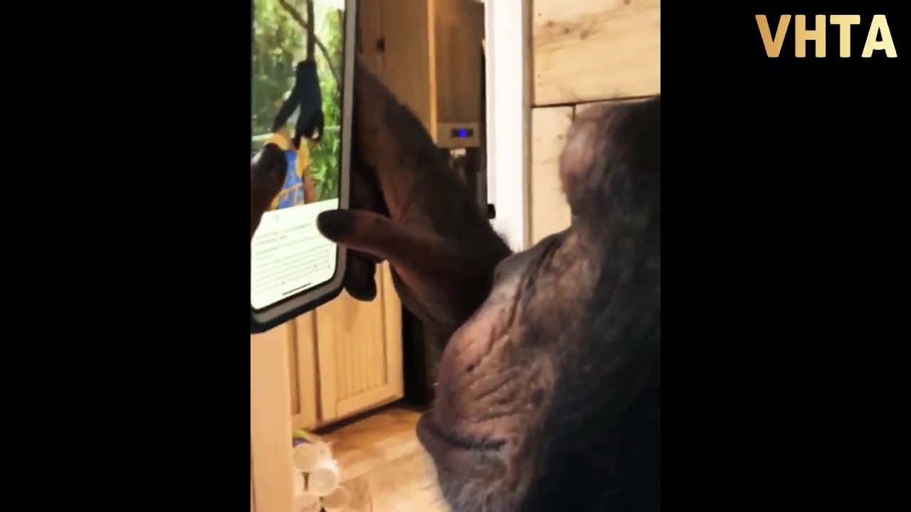 Viral Video Of A Chimp Scrolling Through Instagram For An Important Reason