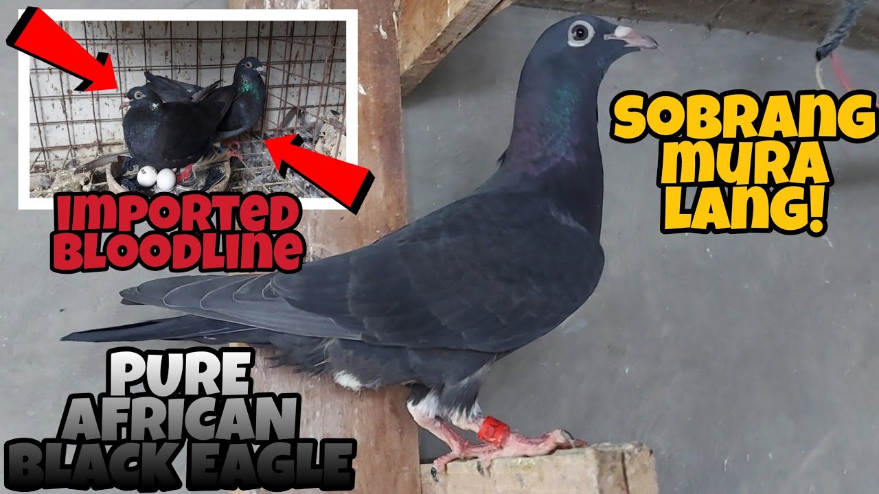 MURANG BENTAHAN NG IMPORTED NA KALAPATI, PURE AFRICAN BLACK EAGLE PAIR! ISLAND BORN