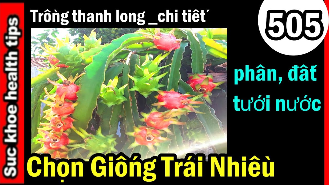 V Khoa kinh nghiệm THANH LONG CÁCH TRÁI TO, NHIỀU, phân, nước,#505 grow dragon fruit fertilizer
