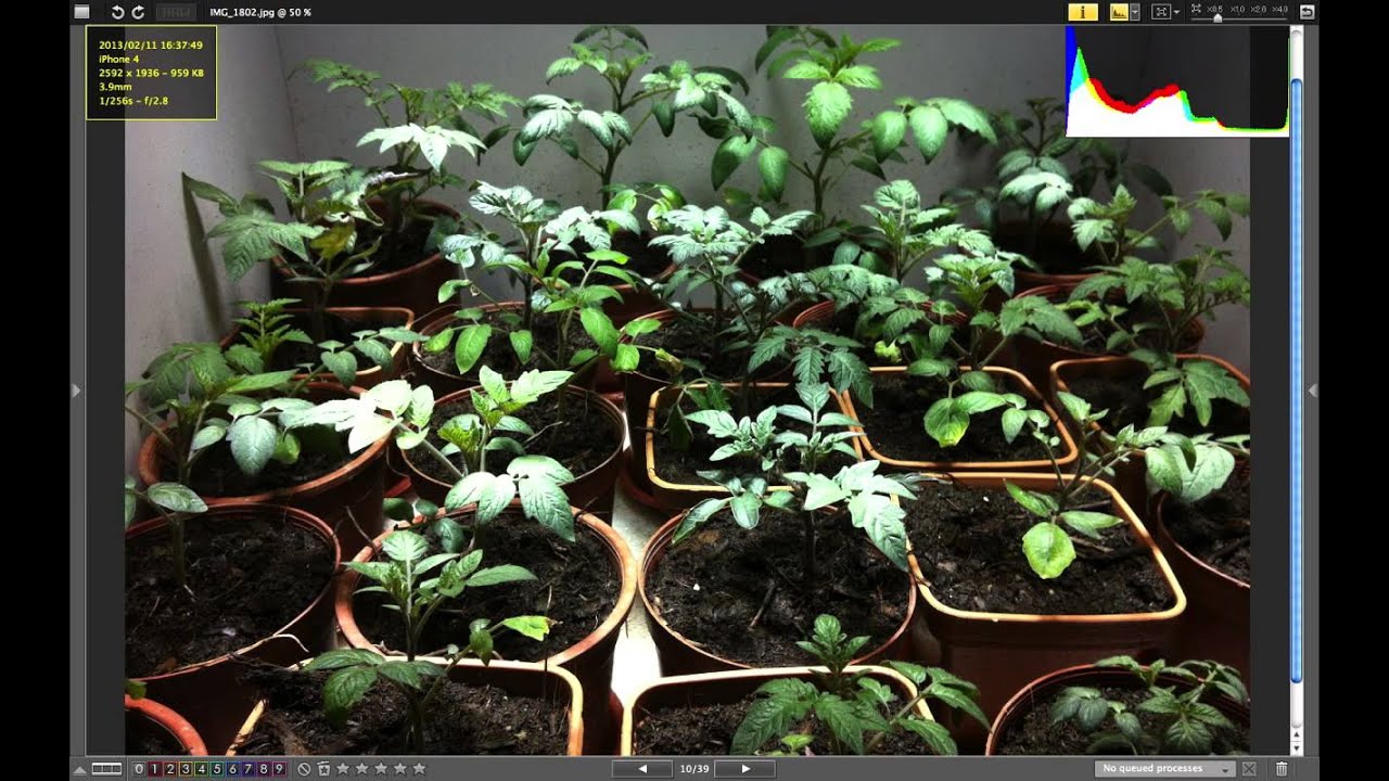 Quantum Grow FX-VII - Vegetative LED Grow Light - 12 Days Elapsed Time - Tomatoes Seedlings
