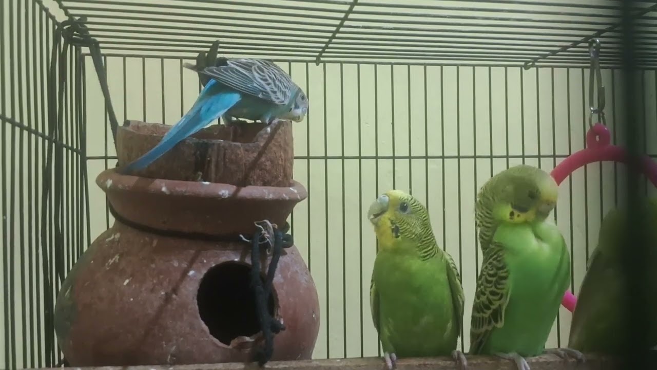 #birds #lifeisbutadream #kiliyekiliye #nature 