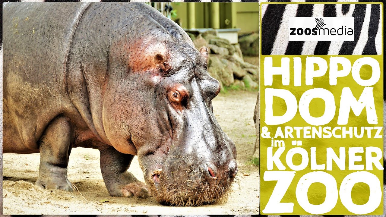 K&ouml;lner Zoo: HIPPODOM & Artenschutz | zoos.media