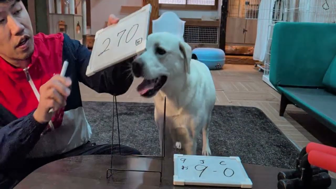 ベルジンエミリーと腕立て積立て取り崩しライブ／和室でご飯コンテニュー