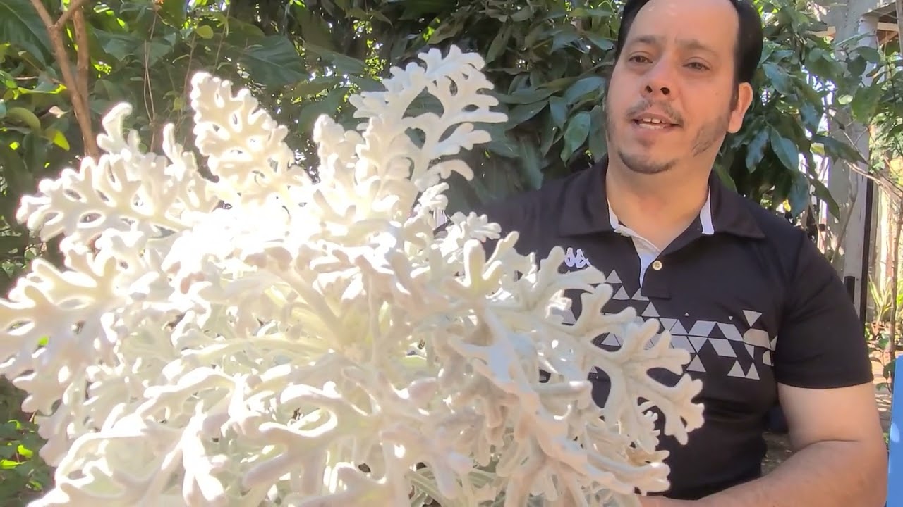 COMO CUIDAR DA CINERARIA MARÍTIMA #senecio cineraria