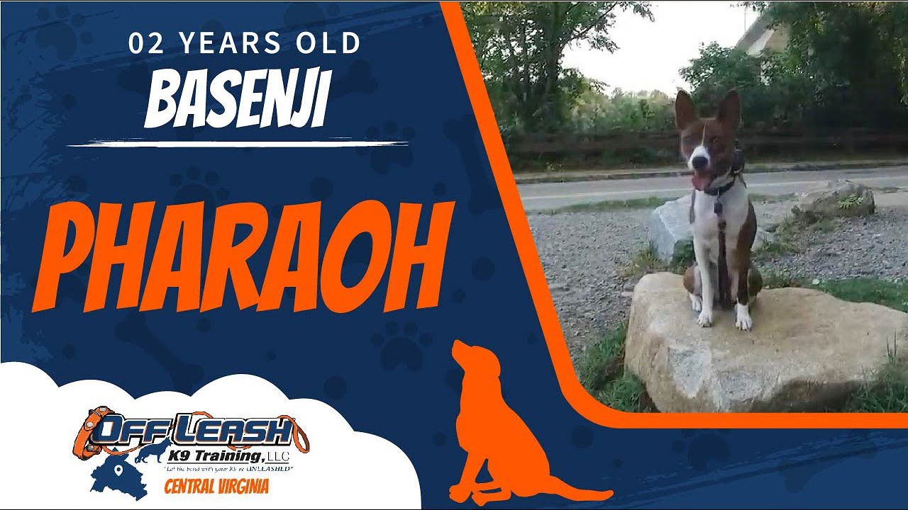 2 Yr. Old Basenji (Pharaoh) | Best Dog Trainers in Central Virginia! | Dog Training Central Virginia