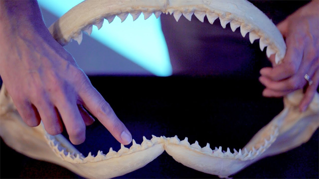 Shark Teeth