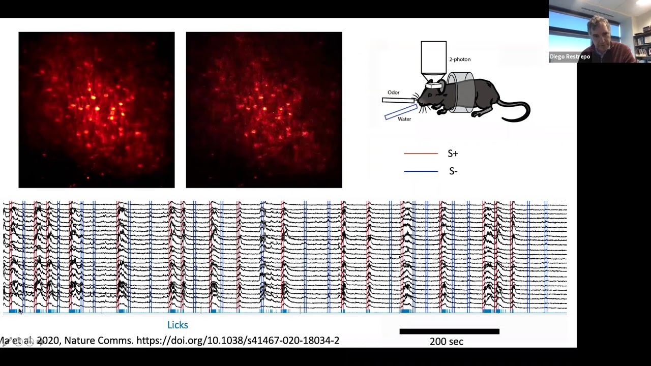 Keynote: Cerebellar molecular layer interneurons play a role in go-no go split second decision maki…