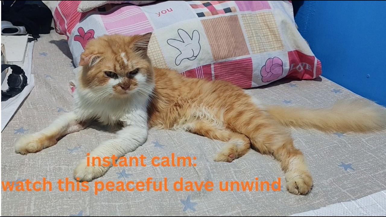 instant calm: watch this peaceful dave unwind