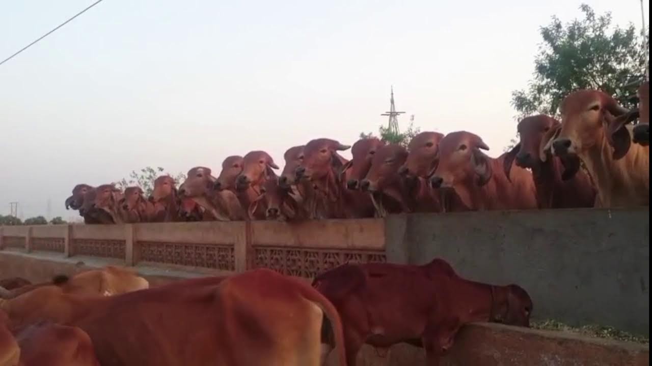 Baloch Dairy Farm Live Stream