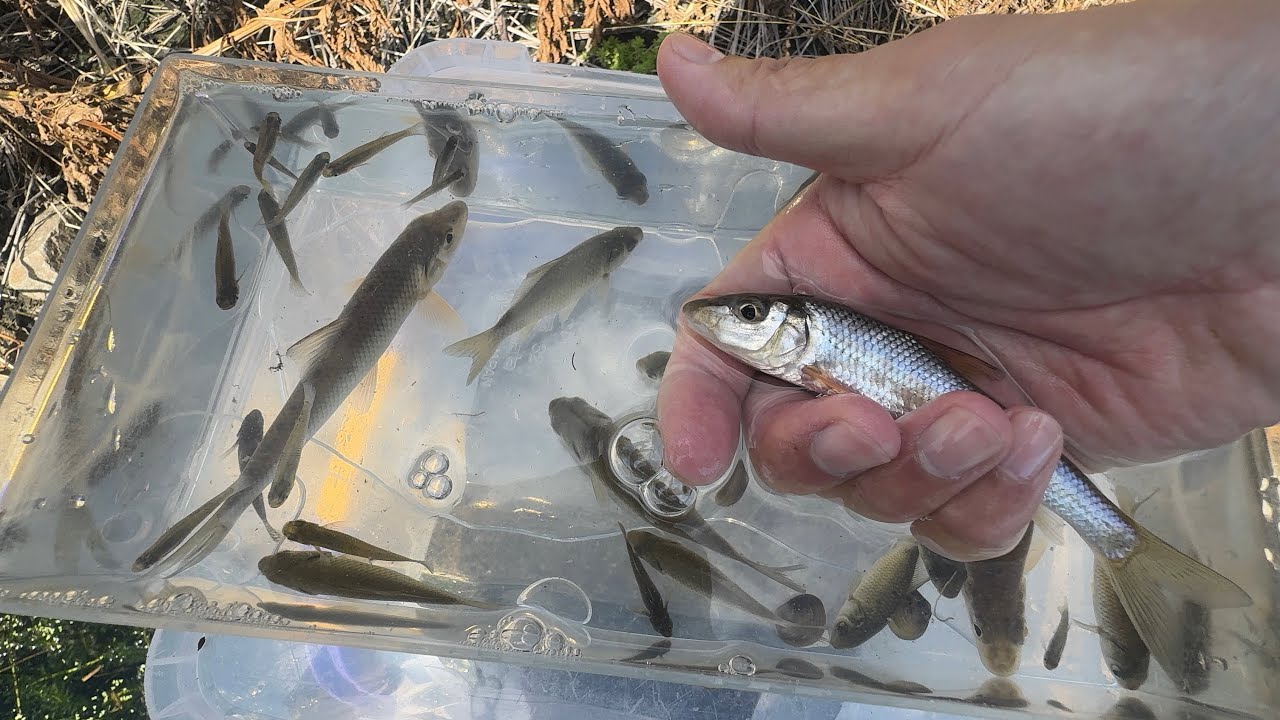 ドブ川で大量に魚達を捕獲観察【ガサガサ】