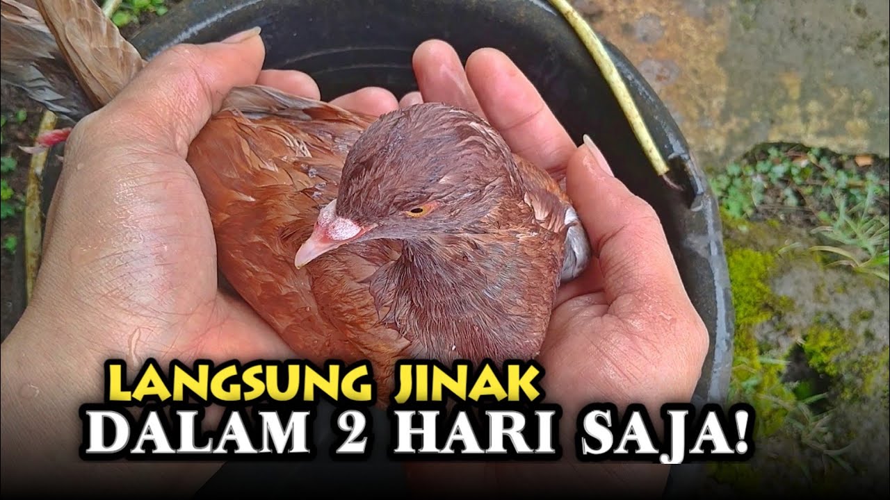 CARA MENJINAKAN MERPATI DENGAN CEPAT ‼️