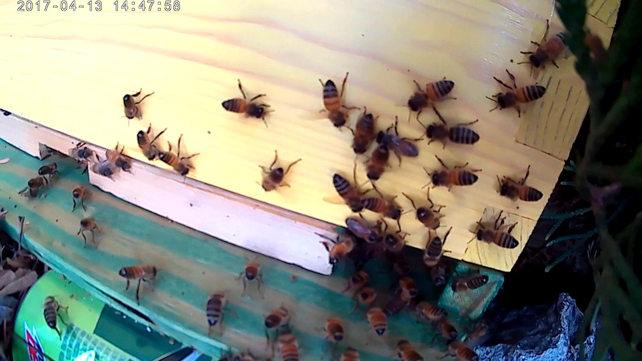 Small honey bee swarm recovered from bush.