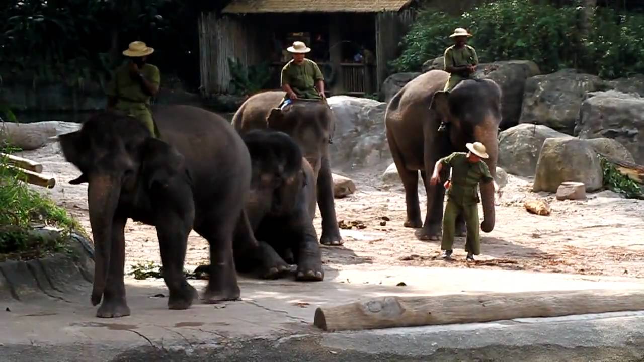 Singapore Zoo - Elephants of Asia Show Part 2 HD 1080p