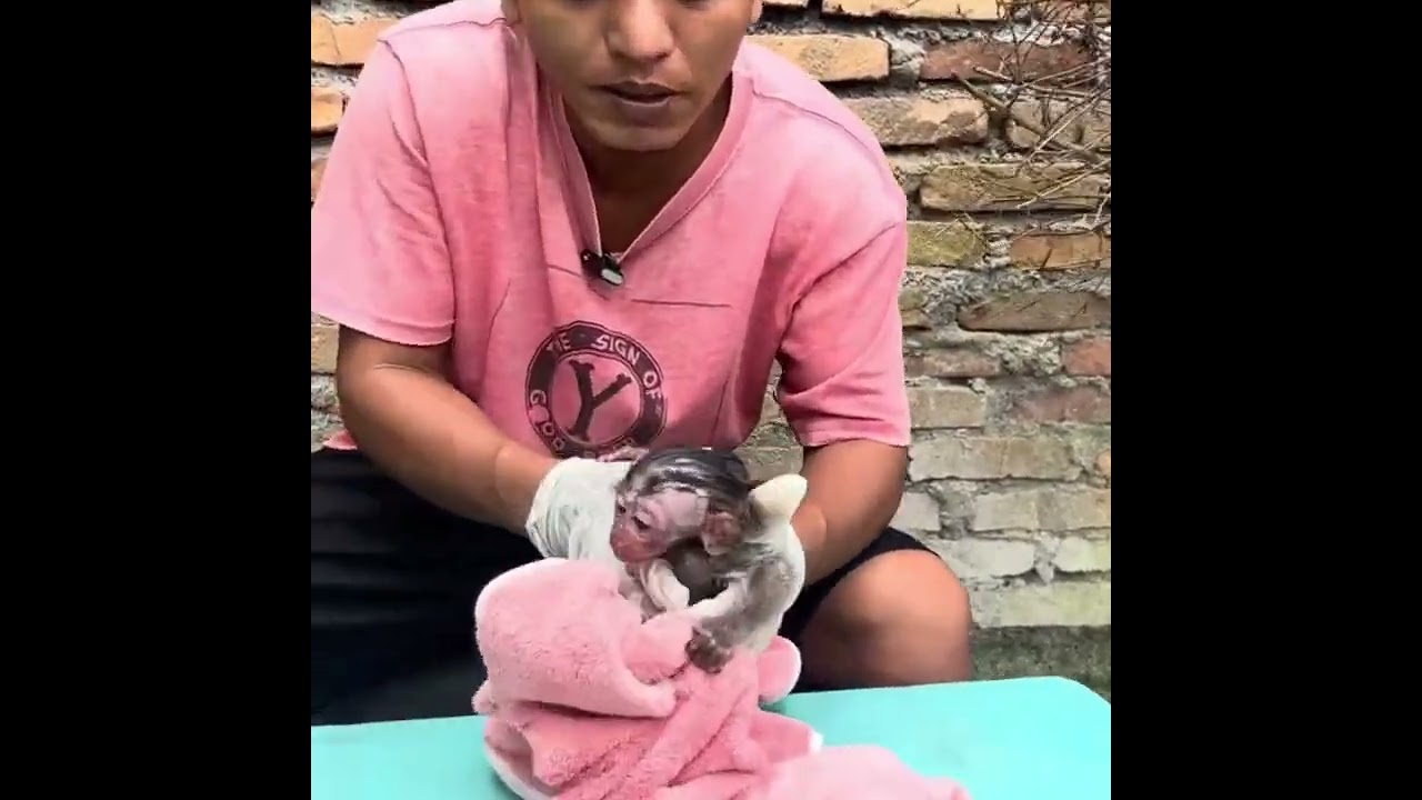 Monkey compete to drink milk#cutemonkey#funnymonkey#MonkeyLover #babymonekey#smallbabymonkey