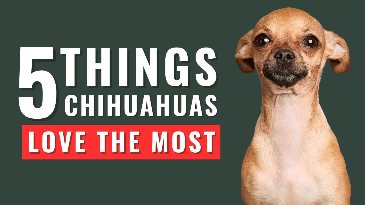 5 Things Chihuahua Dogs Love the Most