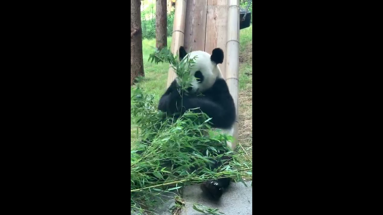 Panda Jin Hu-breakfast time