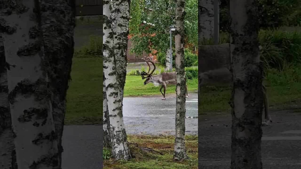 Moose / P&otilde;der. #moose #moosebaby #reindeer #reindeers #p&otilde;der