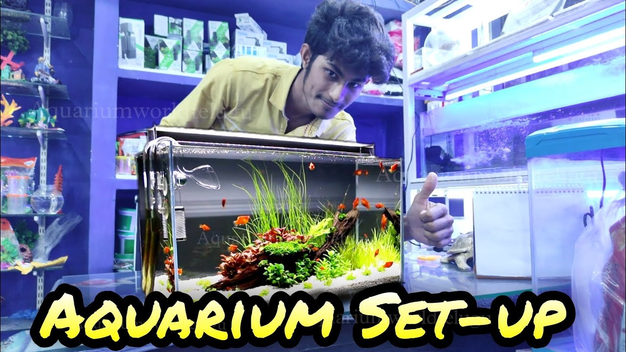 How to Setup Fish tank at home : Goldfish, Koi, Guppy & Molly Tank