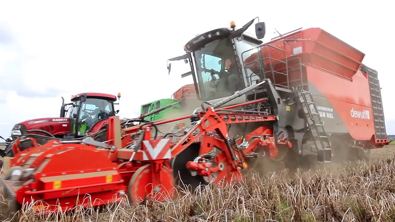 Dewulf Kwatro - 4-row self-propelled sieving harvester