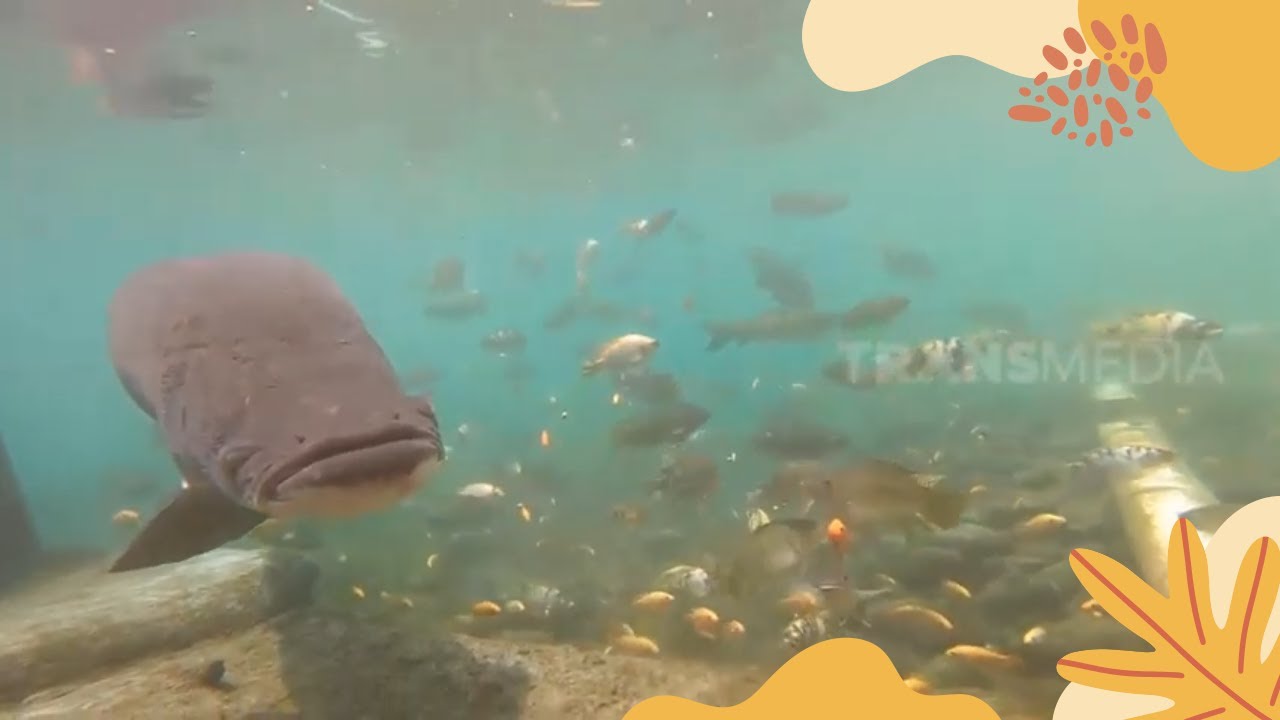 Gak Kenal Takut! Bunda Iin Berenang Bareng Ikan Arapaima Gigas! | SI OTAN (05/10/22)