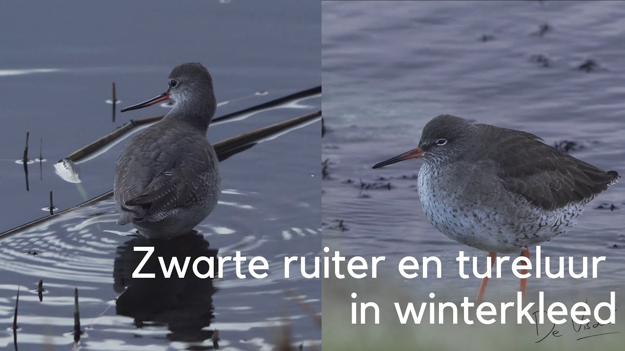 #Ontdek het verschil tussen zwarte ruiter en tureluur in winterkleed #856
