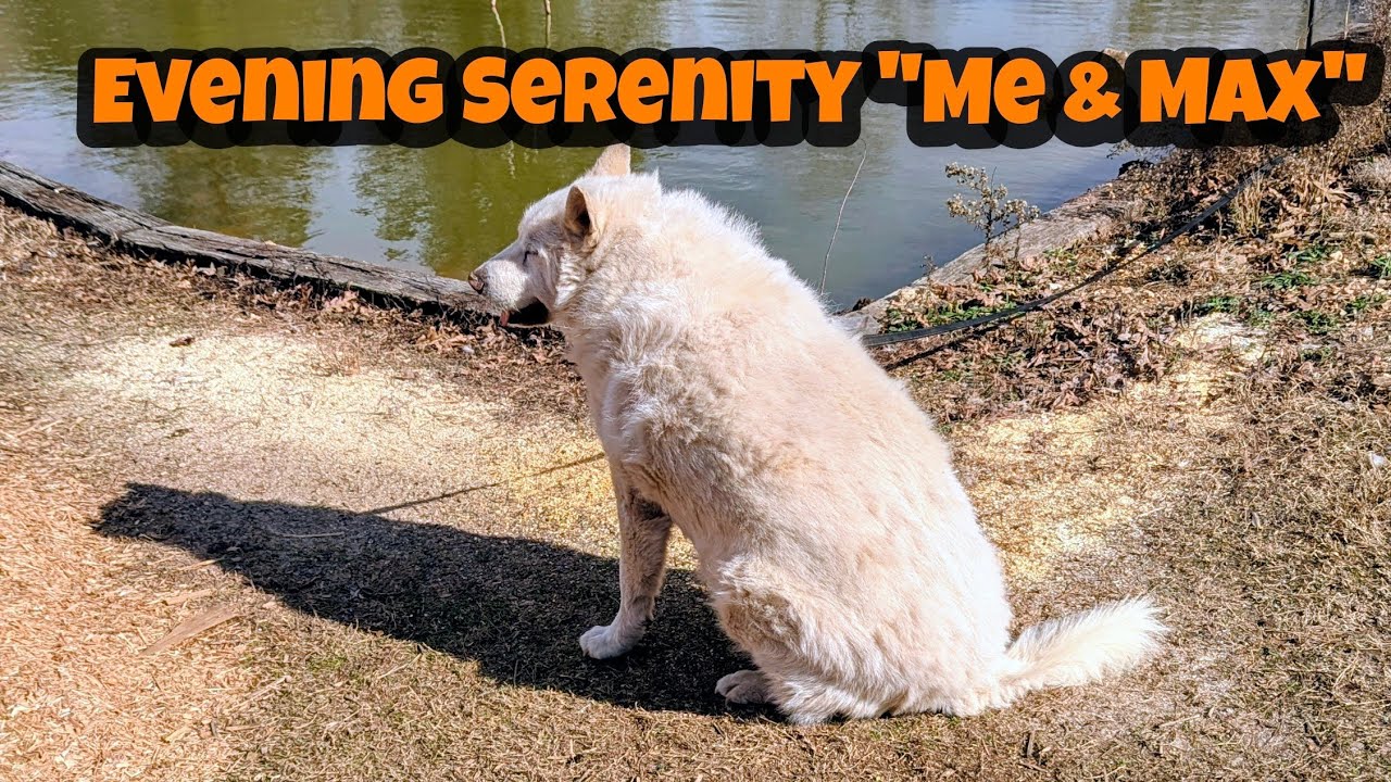 Evening Serenity: with my wolf dog Max @