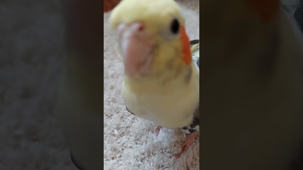 Попугай Корелла  учится летать, 2 года сидел в клетке ((( #cockatiel #попугай #корелла
