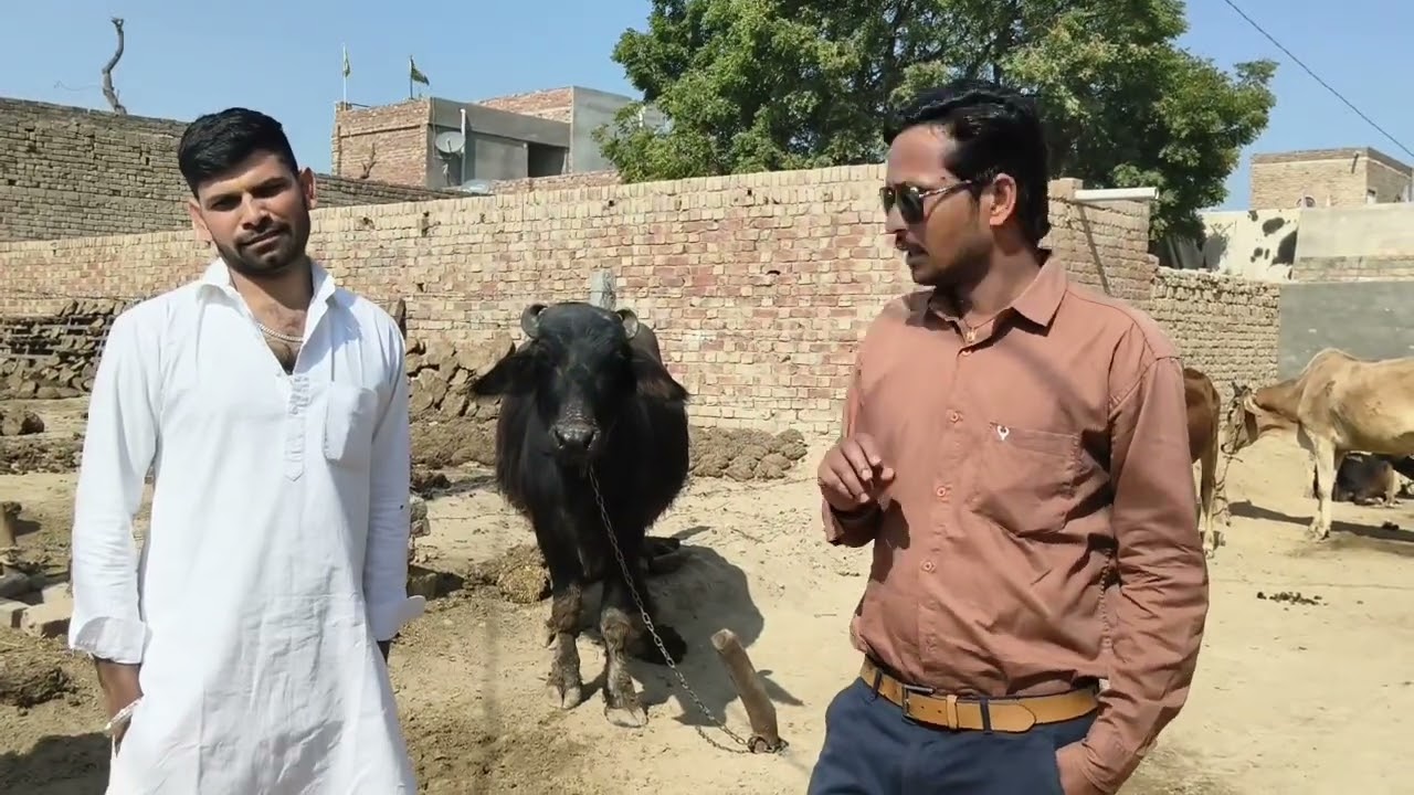 भैंस के दूध में खून की समस्या #diaryfarm #veterinary #animalshorts #viralchallenge