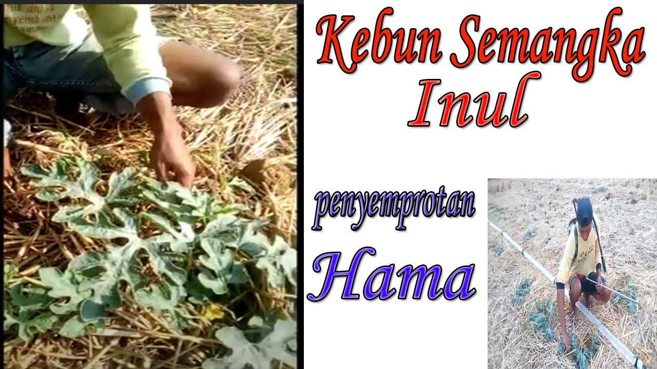 kebun semangka inul