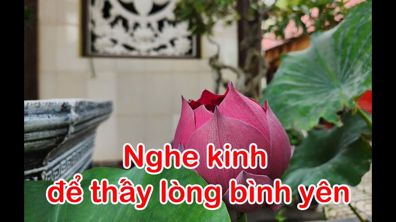 Nghe kinh để thấy lòng BÌNH YÊN | Thầy @Thích Nhật Đạo trì tụng KINH PHẬT CHO NGƯỜI TẠI GIA | #phat