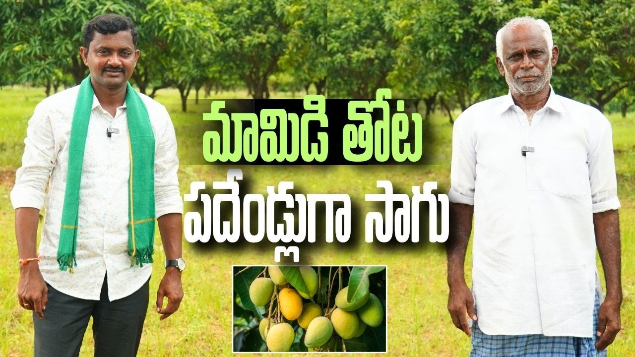 పదేండ్లుగా మామిడి సాగు చేస్తున్న | Mango Farming